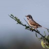 Erster Nachweis in NRW: Familie Brillengrasmücke lebt im Nationalpark Eifel