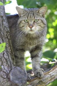 Mehr als 50 Wildkatzen gibt der Nationalpark Eifel heute ein Zuhause.